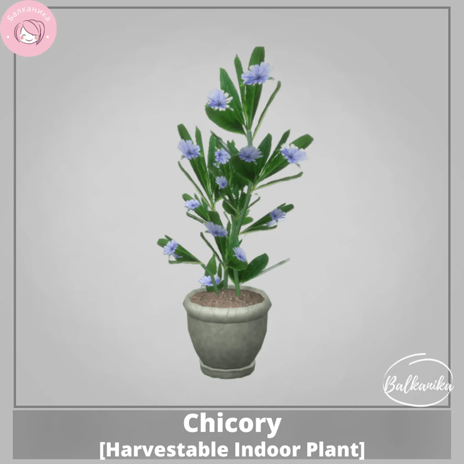 Chicory [Harvestable Indoor Plant]