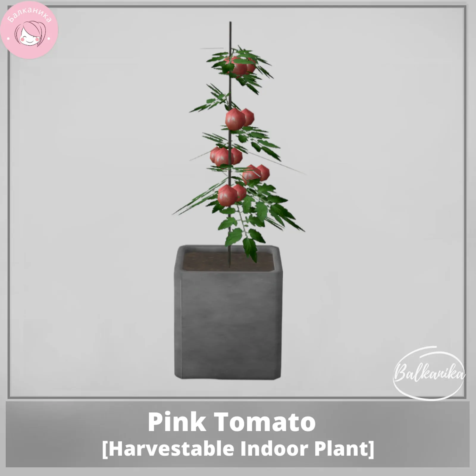 Pink Tomato [Harvestable Indoor Plant]