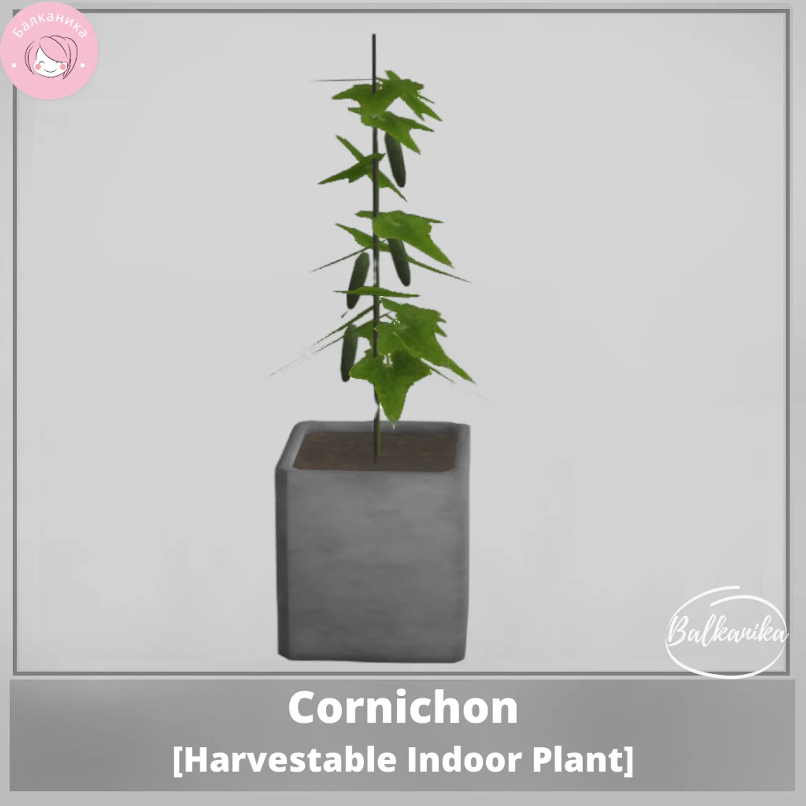 Cornichon [Harvestable Indoor Plant]