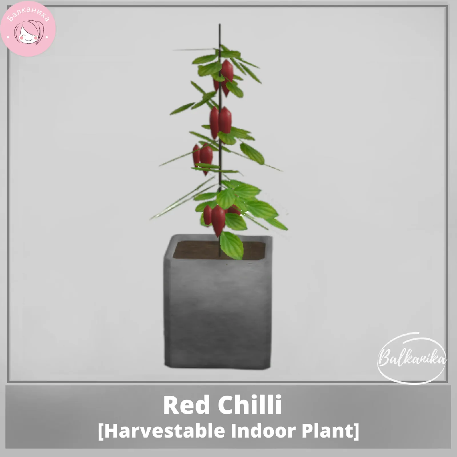 Red Chili [Harvestable Indoor Plant]