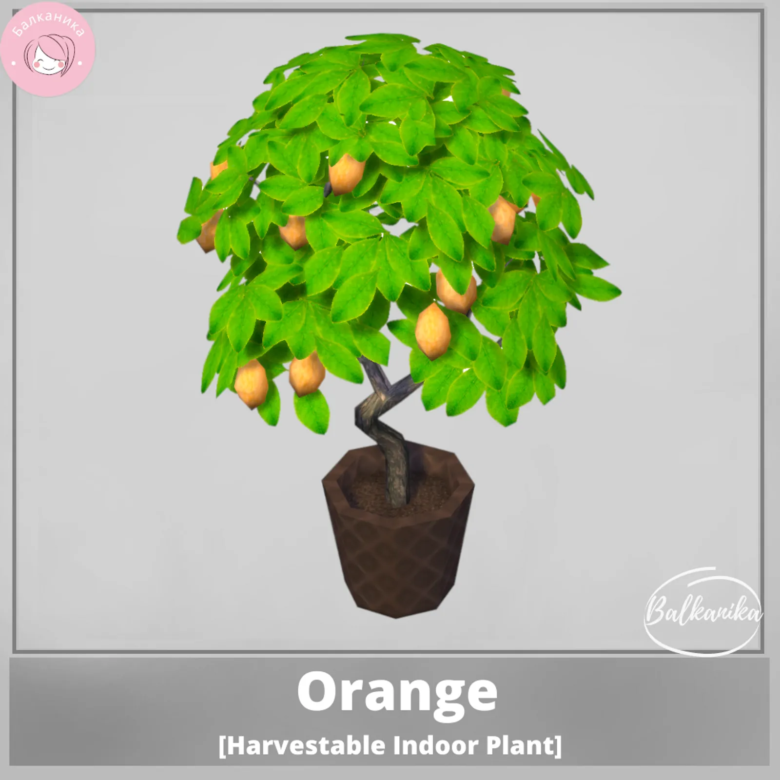 Orange [Harvestable Indoor Plant]