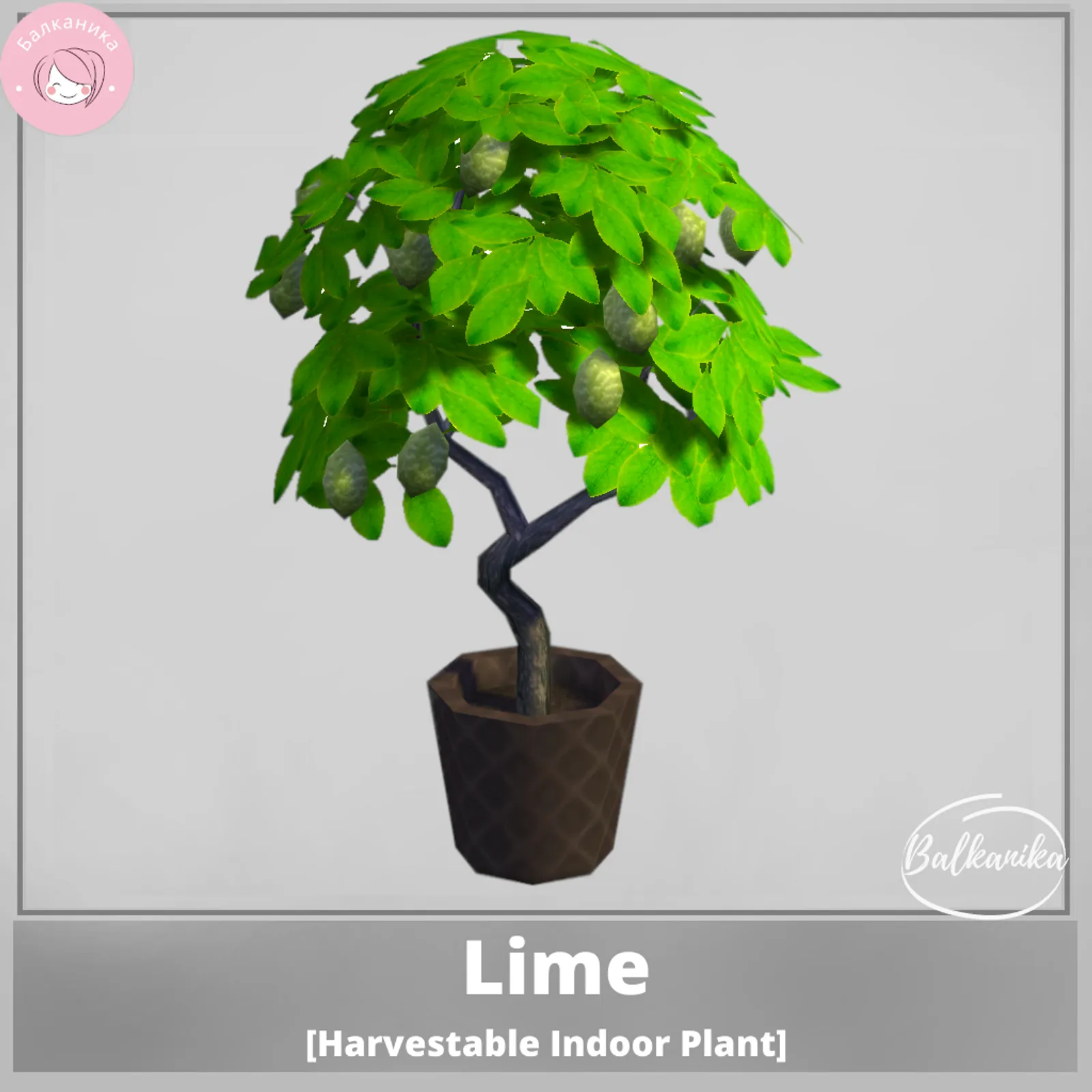 Lime [Harvestable Indoor Plant]