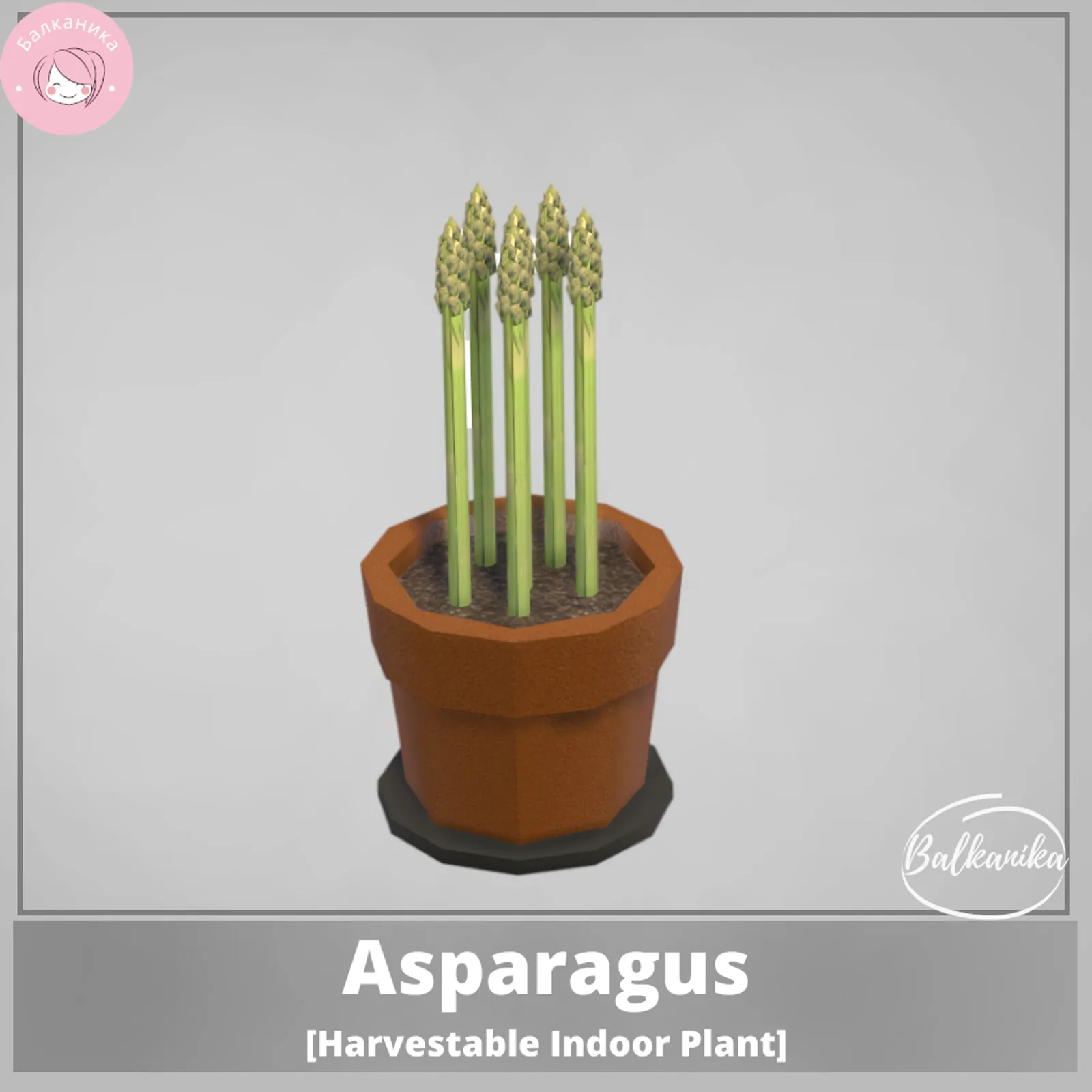 Asparagus [Harvestable Indoor Plant]