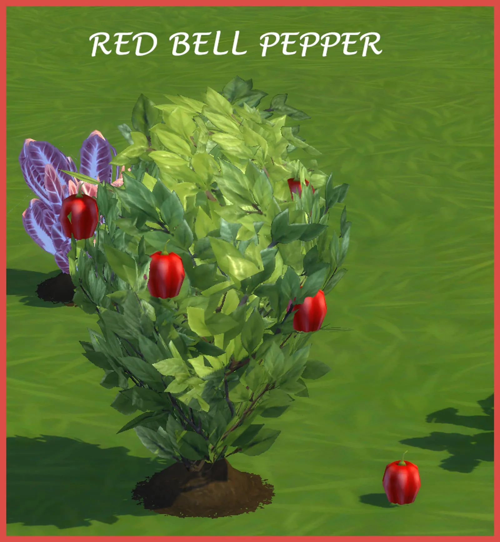 RED BELL PEPPER