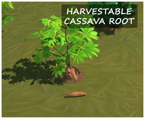 HARVESTABLE CASSAVA ROOT