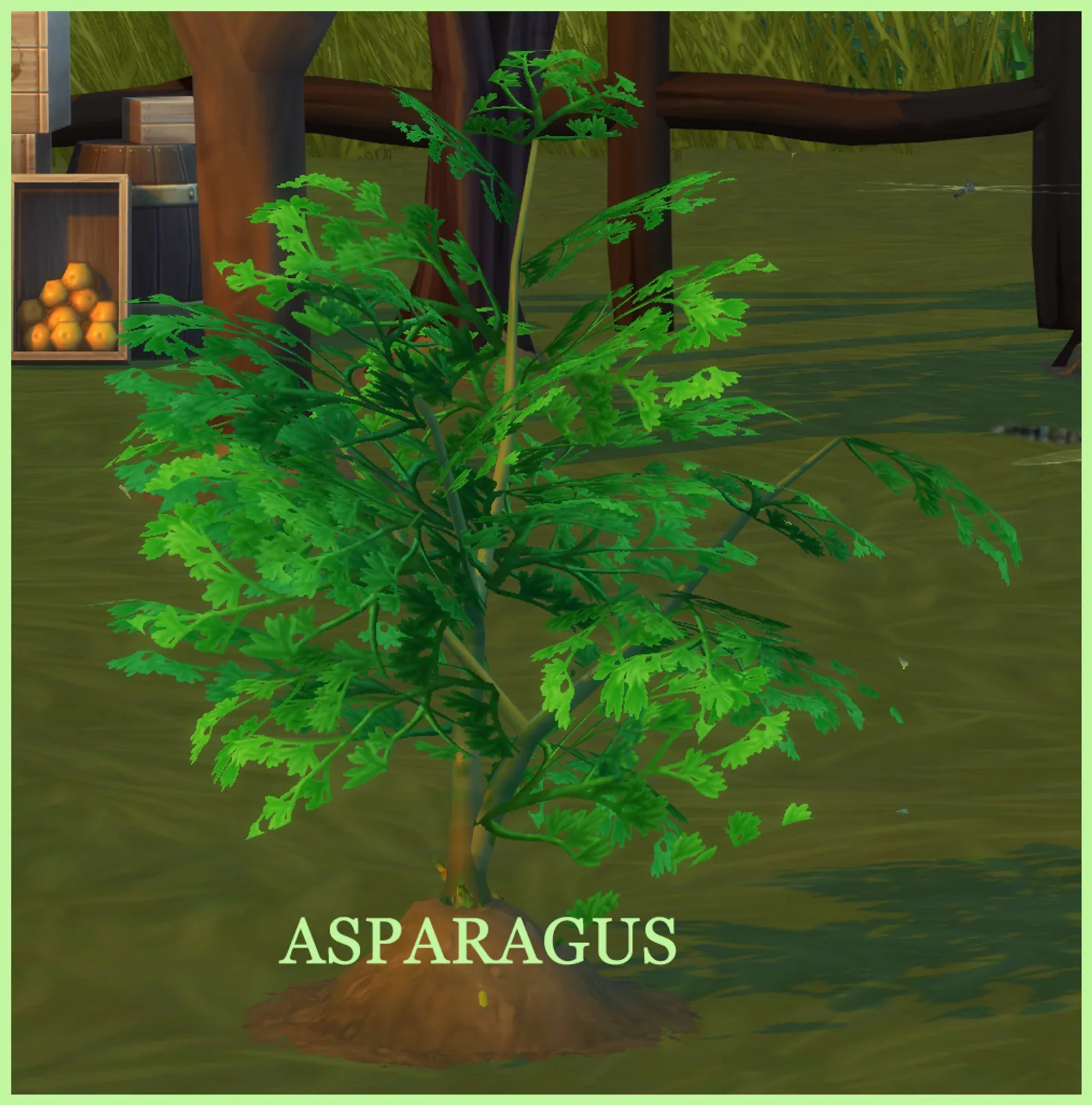ASPARAGUS HARVESTABLE