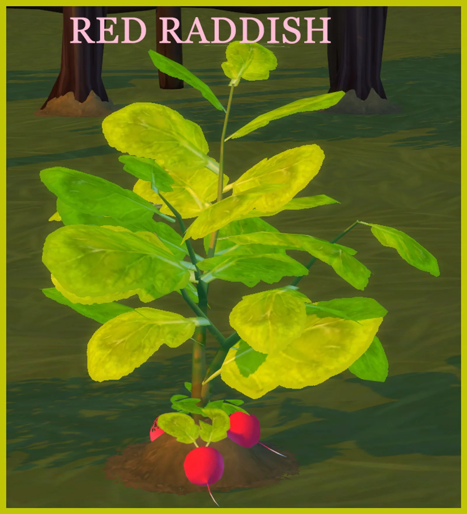 RED RADDISH HARVESTABLE