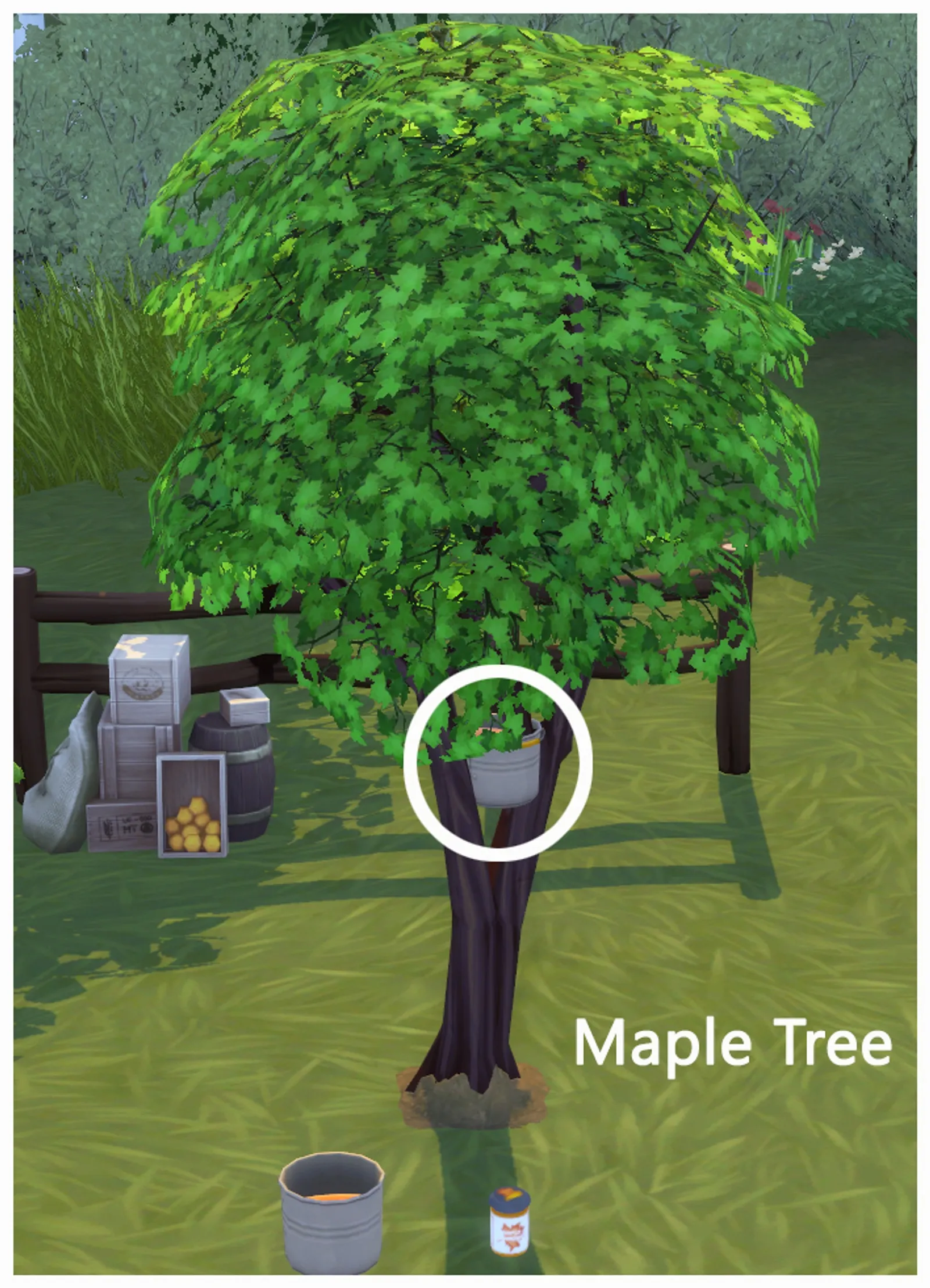 HARVESTABLE MAPLE TREE