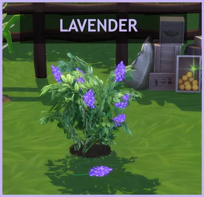 Harvestable Lavender
