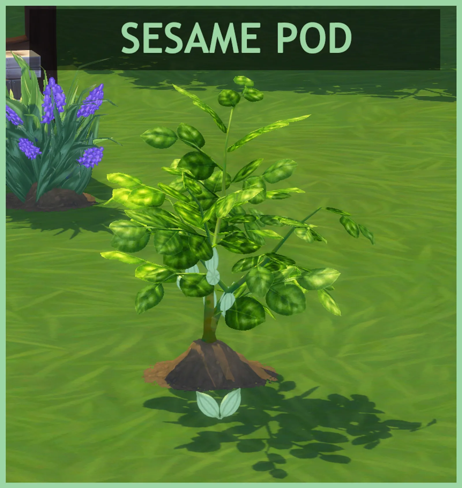 Sesame Pod