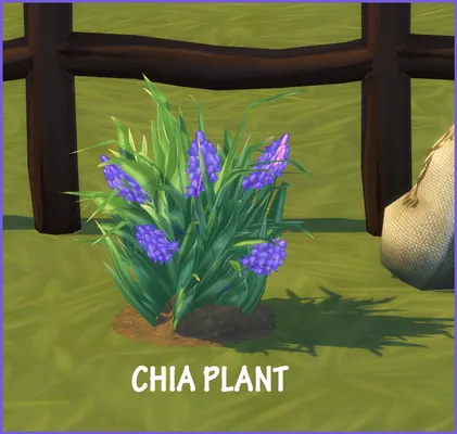 CHIA PLANT