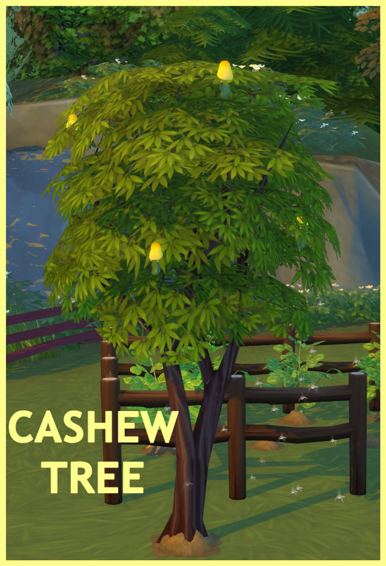 HARVESTABLE CASHEW TREE