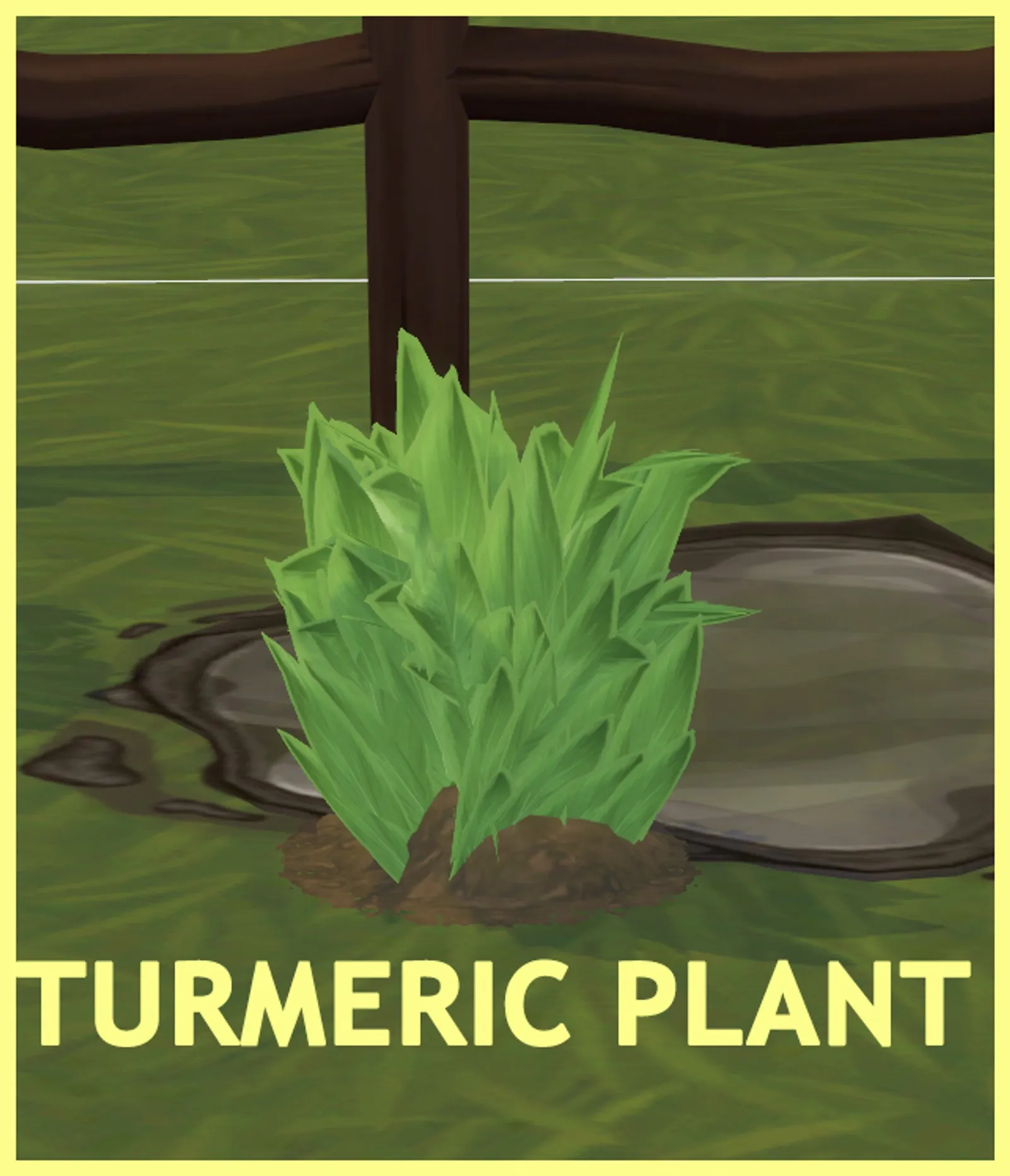 TURMERIC PLANT