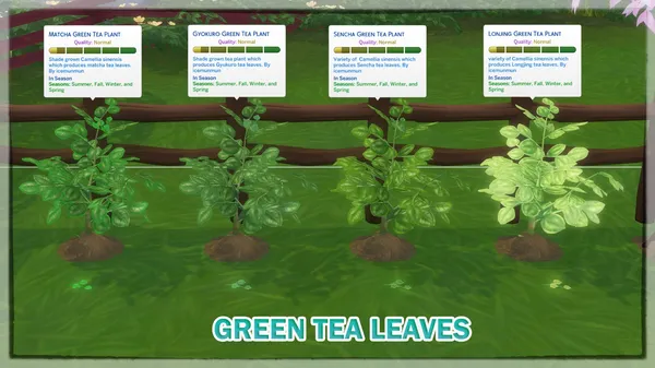 GREEN TEA LEAVES - MATCHA, GYOKURO, SENCHA, LONGJING