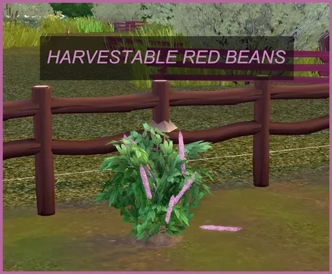 HARVESTABLE RED BEAN