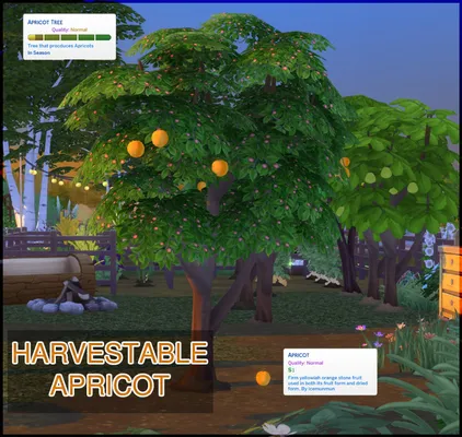 Harvestable Apricot