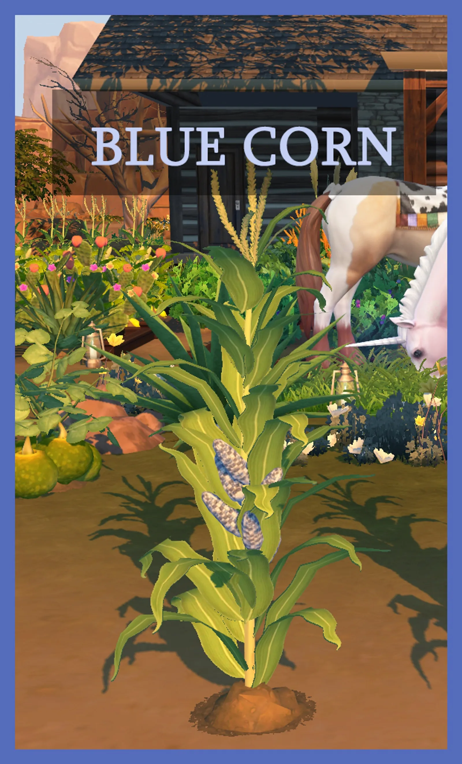 Harvestable Blue Corn 