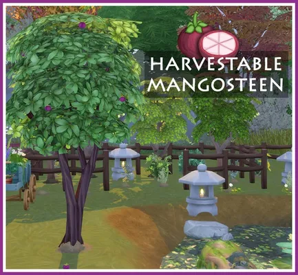 Harvestable Mangosteen 