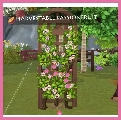 Harvestable Passionfruit 