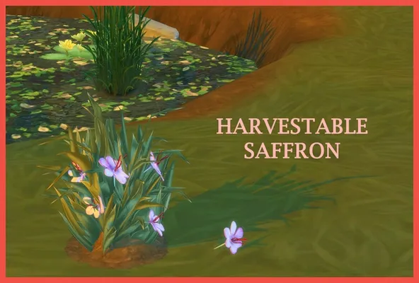Harvestable Saffron  